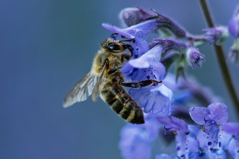 a bee sitting on top of a purple flower